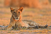 Lion cub (Panthera leo) at rest in the savannah. South Luangwa National Park, Zambia
