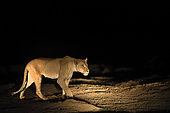 Lioness ( Panthera leo ) hunting at night, South Luangwa National Park, Zambia