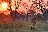 Thornicroft's giraffe (Giraffa camelopardalis thornicrofti) at sunrise, South Luangwa National Park, Zambia