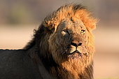 Portrait of a male lion (Panthera leo), South Luangwa National Park, Zambia
