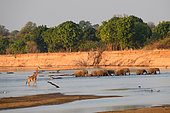 African elephants (Loxodonta africana) and Thornicroft's giraffe (Giraffa camelopardalis thornicrofti) crossing the Luangwa River, Zambia