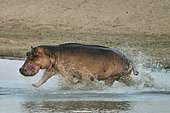 Hippopotamus (Hippopotamus amphibius) charging a conspecific. South Luangwa National Park, Zambia