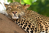 Portrait of a leopard ( Panthera pardus) at rest. South Luangwa National Park, Zambia