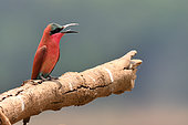 Southern Carmine Bee-eater (Merops nubicoides) on a branch, South Luangwa National Park, Zambia