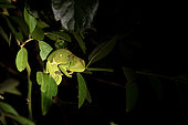 Flapneck Chameleon (Chamaeleo dilepis) at night, South Luangwa National Park, Zambia