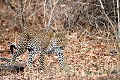 Female leopard (Panthera pardus) exploring her hunting territory. South Luangwa National Park, Zambia