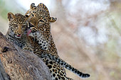 Female leopard ( Panthera pardus) licking her young. South Luangwa National Park, Zambia