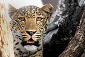 Portrait of a leopard ( Panthera pardus). South Luangwa National Park, Zambia
