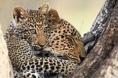 Tender moment between a mother leopard and her cub (Panthera pardus). South Luangwa National Park, Zambia