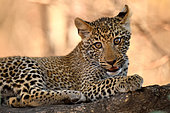 Leopard cub (Panthera pardus). South Luangwa National Park, Zambia