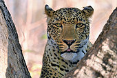 Portrait of a female leopard ( Panthera pardus). South Luangwa National Park, Zambia