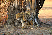 Female leopard (Panthera pardus) exploring her territory. South Luangwa National Park, Zambia