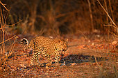Female leopard (Panthera pardus) at dawn. South Luangwa National Park, Zambia