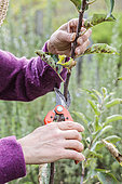 Woman performing structural pruning on a young apple tree. 3: Shorten the spire and other stems to obtain a harmonious shape.
