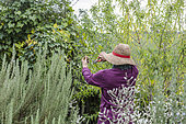Woman pruning a Lemon beebrush (Aloysia triphylla) in late summer.