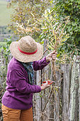 Woman cleaning the remains of a perennial sweet pea (Lathyrus latifolius).