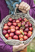 Woman holding a basket of harvested ornamental apples, for processing.