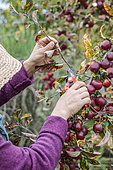 Woman removing the woody shoots from an ornamental apple tree covered in fruit, in autumn.