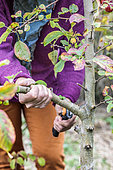 Woman cutting a branch from an ornamental apple tree in autumn.