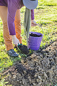 Planting a conifer hedge. Step 2: spreading a composted amendment to enrich the soil.