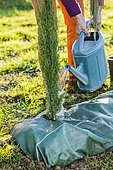 Planting a conifer hedge. Step 6: watering a freshly planted Italian cypress 'Stricta' on mulch cloth.