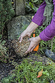 Planting a clump of lily of the valley in autumn.