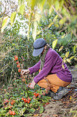 Woman cleaning Chinese lantern stalks in autumn.