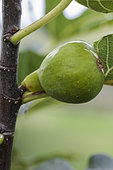 Portrait of the 'Malcolm's Giant' fig fruit