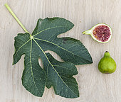 Leaf and fruit of the 'Malcolm's Giant' fig