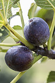 Portrait of the 'Ronde de Bordeaux' fig fruit