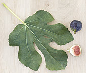 Leaf and fruit of the 'Ronde de Bordeaux' fig