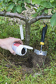 Application of mycorrhiza powder at the foot of a young apple tree in spring.