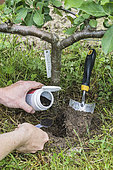 Application of mycorrhiza powder at the foot of a young apple tree in spring.