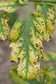 Chlorosis on tomato (magnesium and calcium deficiency) with bacterial spots.