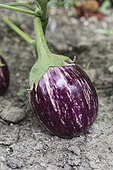 Fruit portrait of the egg plant 'Listada de Gandia', a rare old variety