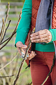 Woman pruning a fig tree in winter. Suppression of the central axis to obtain a more spread out subject.