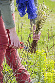 Woman pruning a catkin willow hedge in spring.