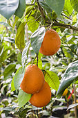 Portrait of the Tangelo Minneola, a citrus fruit with elongated fruits used like the orange.