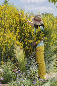 Woman pruning a Spanish broom hedge in May.