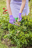 Woman pruning a shrub in spring, to limit its volume.