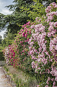 Rose hedge: the alignment is composed of pruned and sarmentary varieties.