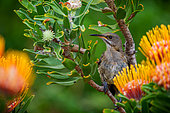 Cape Sugarbird (Promerops cafer) on Leucospermum flower. Cliff Path, Hermanus, Whale Coast, Overberg, Western Cape. South Africa