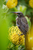 Cape Sugarbird (Promerops cafer) with pollen on its forehead on Leucospermum flower. Cliff Path, Hermanus, Whale Coast, Overberg, Western Cape. South Africa