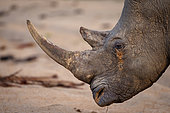 White rhinoceros, square-lipped rhinoceros or rhino (Ceratotherium simum) Mpumalanga. South Africa.