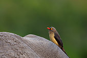 Image Number A1R428841. Red-billed oxpecker (Buphagus erythrorynchus).perched on a white rhinoceros, square-lipped rhinoceros or rhino (Ceratotherium simum). Mpumalanga. South Africa.