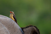 Image Number A1R428848. Red-billed oxpecker (Buphagus erythrorynchus).perched on a white rhinoceros, square-lipped rhinoceros or rhino (Ceratotherium simum). Mpumalanga. South Africa.