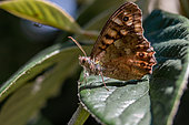 Speckled wood (Pararge aegeria) on Cotoneaster leaf, Cotes-d'Armor, France