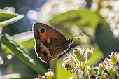 Gatekeeper (Pyronia tithonus) on Cotoneaster flowers, Cotes-d'Armor, France