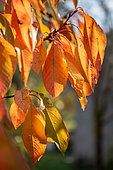 Cherry tree (Prunus avium), autumn leaves