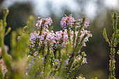 Mediterranean heath (Erica multiflora), Calanques National Park, La Ciotat, Bouches-du-Rhone, France